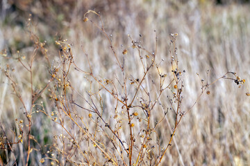 yellow dry grass in the autumn season on the field