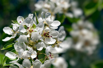 Obraz na płótnie Canvas blooming white pear flowers in spring