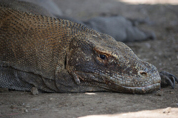 Komod Dragon Portrait in Komodo National Park, Indonesia.