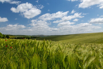 Poppies scattered in a  wheat field, on a sunny late spring day