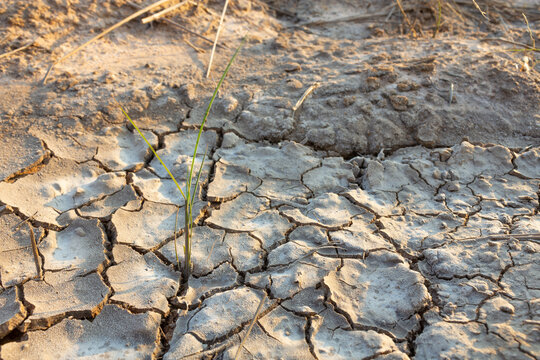 Small grass