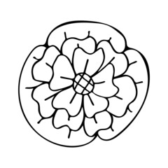 Blooming daisy flower bud line art. Doodle natural plant. Garden abstract flowers. Hand drawn vector outline illustration. Black and white graphics.