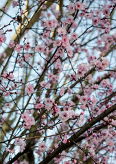 Spring cherry blossom, many little pink flowers with blue sky in the background - Selective focus