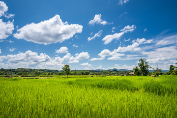 Paddy Rice Field Plantation Landscape with Mountain View Background