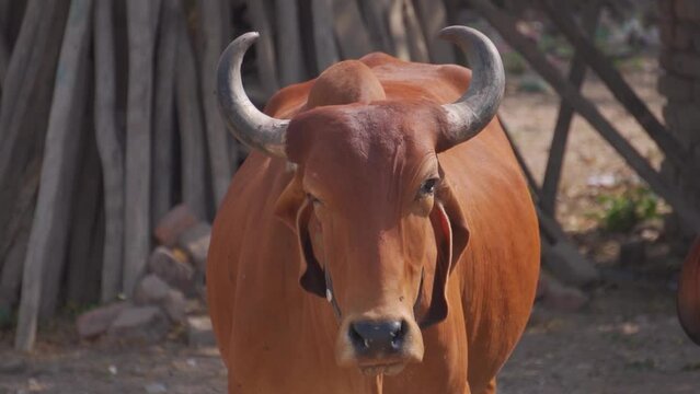 Closeup shot of cow on the street at India