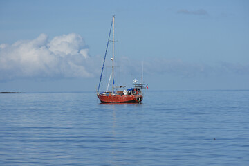 Fototapeta premium Animals