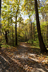 deciduous trees during leaf fall in autumn