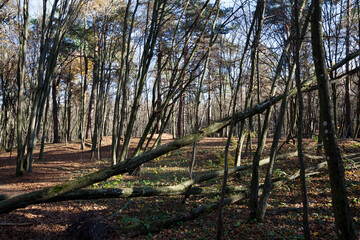 deciduous trees during leaf fall in autumn