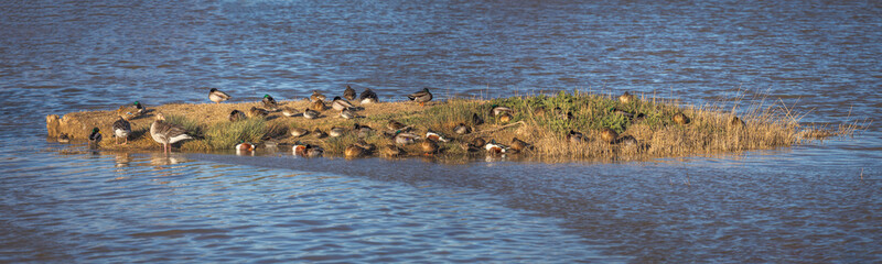 Wetland with Ducks at Aiguamolls d'Emporda, Catalonia