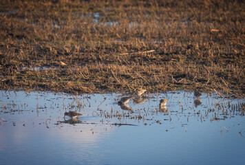 Common Snipe Spotted at Aiguamolls d'Emporda Wetland, Catalonia