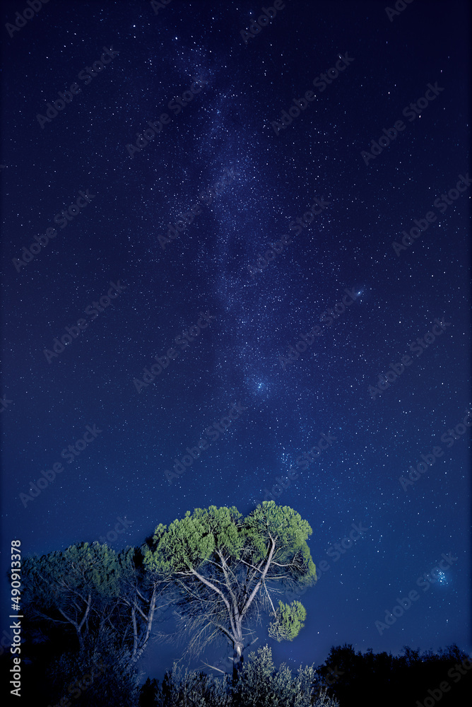 Wall mural autumn milky way and illuminated pine in the foreground