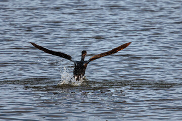 Great Cormorant. Phalacrocorax carbo. 