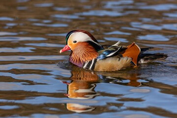 Close up portrait of a colorful male mandarin duck swimming in a river on a bright sunny day....