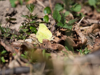Common brimstone butterfly (Gonepteryx rhamni)sititng on ground in spring, yellow butterfly
