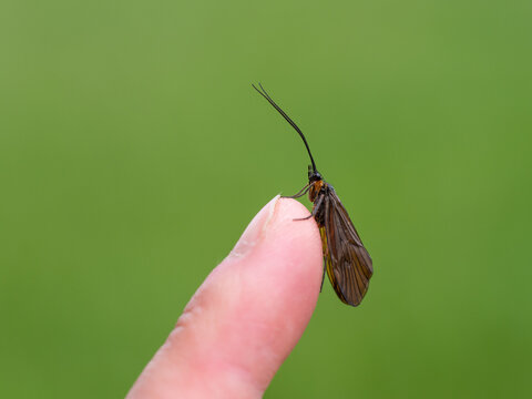 Brachycentrus montanus, caddisfly insect on human finger