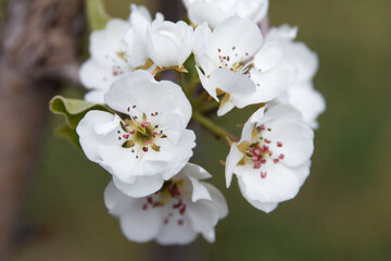White beautiful flowers of a growing pear