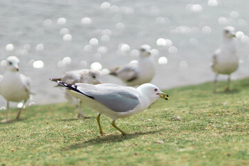 Seagulls in the day time walking around on grass by lake in early spring