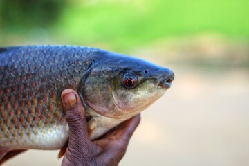 Fototapeta premium rohu carp fish in hand in nice blur background