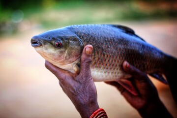 Big fresh rohu carp fish in hand of fish farmer in nice blur background