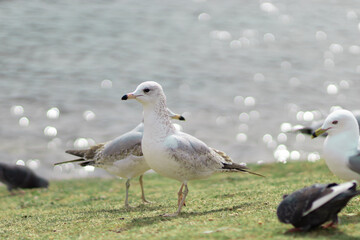 Seagulls in the day time walking around on grass by lake in early spring