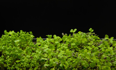 Mizuna and watercress on a black background. Copy space.