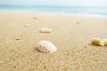 A sandy beach with waves, small shells and broken coral