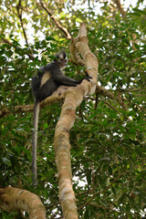 Thomas's Langur Perched in a Tree in Gunung Leuser National Park (Sumatra, Indonesia).