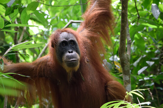 Female Orangutan In Gunung Leuser National Park (Sumatra, Indonesia)