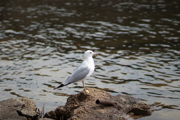 Seagull perched on rock in lake during day time in early spring