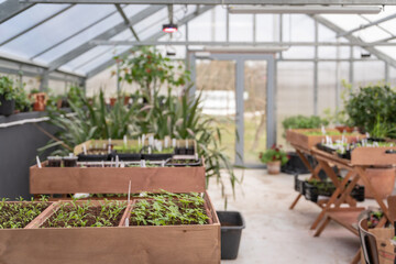 Fototapeta na wymiar Caring for Seedlings in Greenhouse. Different kinds of pots and trays.