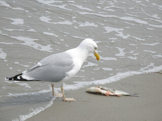 Fototapeta na wymiar Fish and Bird on a Sandy Beach