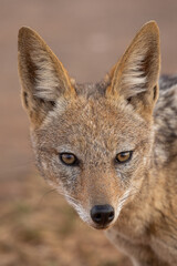 Black-backed Jackal, Kruger National Park
