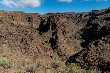 ravine and cliffs of the Canary Islands with native plants and flowers as well as dragon trees, prickly pear rubble light towers in a sunny midday with rubble around