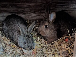 Kaninchen im Stall