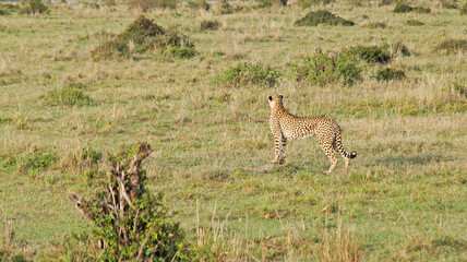 Cheetah on the hunt. A cheetah roams the African savannah in Kenya's Masai Mara National Park in search of prey.

