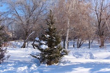 Pine in the snow