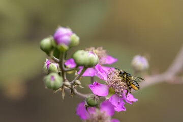 Patchwork leaf-cutter bee,Megachile centuncularis on a flower pink.