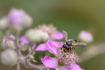 Patchwork leaf-cutter bee,Megachile centuncularis on a flower pink.