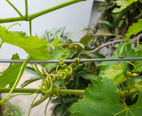 home grown grape fruit tree leaves hanging and growing on a wire outside