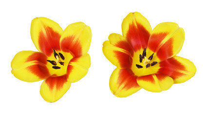 Set of yellow and red flowers of tulip with inverted petals isolated on white