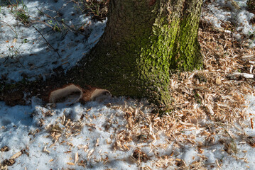 Work of a black wodpecker.