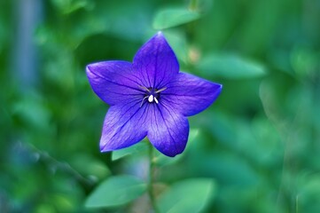 Rozwar wielkokwiatowy (Platycodon grandiflorus), odmiana niebieska, płytka głębia ostrości