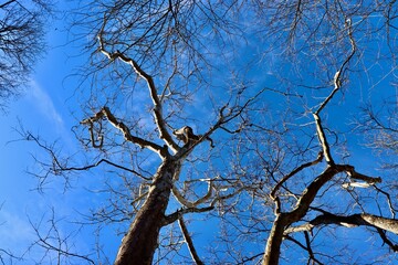 The empty bare tree branches in the tall trees.