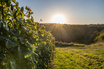 white Wine grapes fall sunset ready for harvest Region Moselle River Winningen Germany