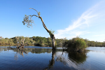 Fototapeta na wymiar Cajuput tree at swamp flooded forest in water with blue sky background