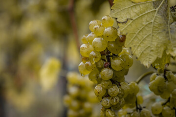 Fototapeta premium white Wine grapes fall morning mist ready for harvest Region Moselle River Winningen Germany
