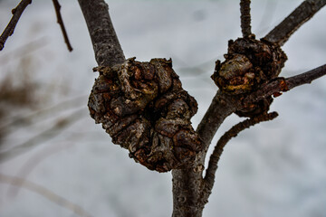 A birch tree with cancer .Suvel disease on a birch tree, close-up .