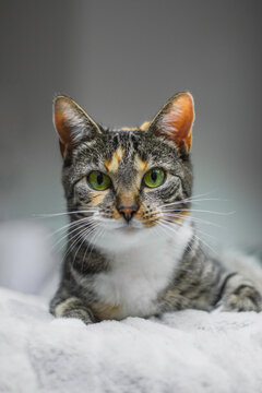 close up portrait of a grey cat with big green eyes