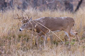 White Tailed Buck with brush studck to his antlers. Wild Deer on the High Plains of Colorado