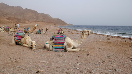 Fototapeta premium Wonderful camels in Sharm el-Sheikh, Egypt